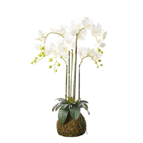  Faux planted phalaenopsis orchid, medium, white