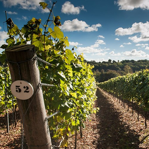  Two Tickets to a Public Tour and Sparkling Wine Tasting at Hambledon Vineyard